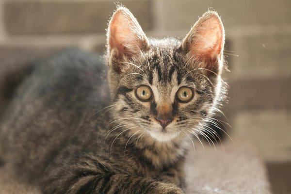 Les races de chats les plus adaptées pour vivre en appartement