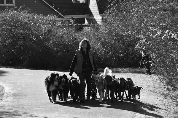 Élevage de pigeons pour sport et compétition