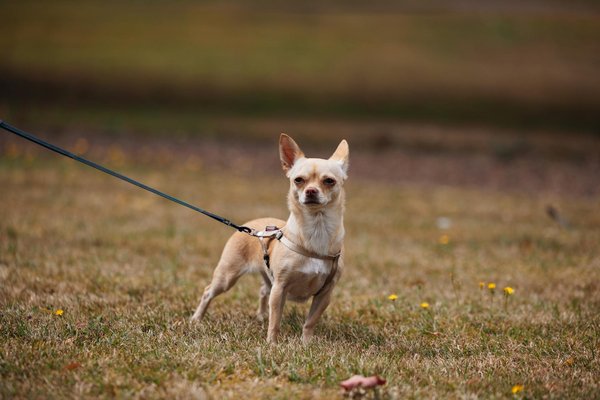 Élevage de chiens : comprendre et gérer les différents stades de la gestation canine