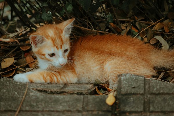 Petit chat à donner : votre futur compagnon vous attend !